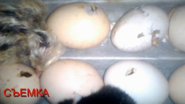 Вылупление птенца в бытовом / домашнем инкубаторе Лелека │ Рождение цыпленка в черкасском зоопарке смотреть онлайн