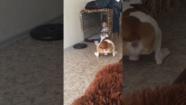 🇺🇸Американский 🇺🇸стаффордширский терьер ( амстафф ) Хаммер🐕 и Дети 👶 смотреть онлайн