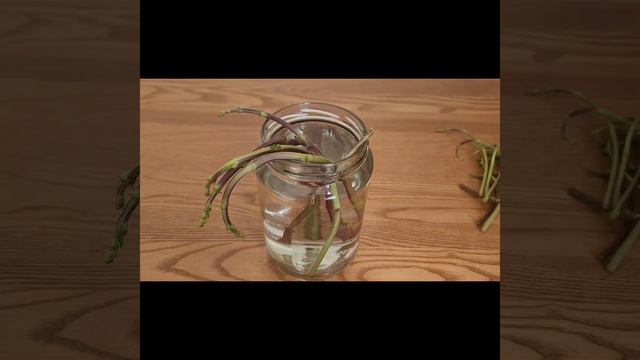 How to grow mint in water | Hydroponics | Indoor Mint plant смотреть онлайн