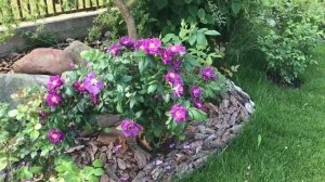 Rose Rhapsody in blue!! Цветёт роза Рапсоди ин блю