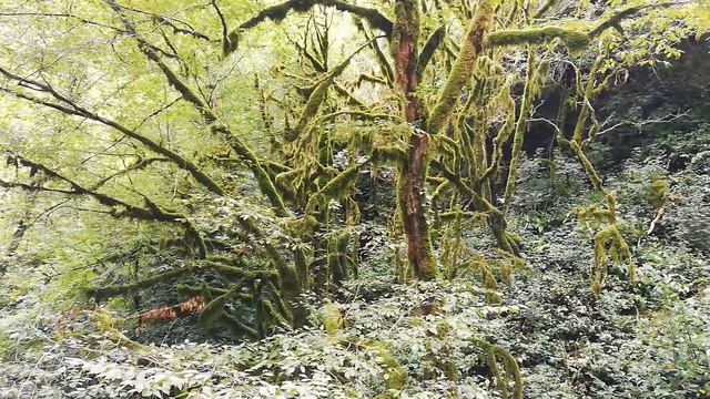 Черниговка, Абхазия смотреть онлайн