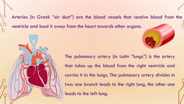 Медицинский английский для студентов: сердечно-сосудистая система// Cardiovascular System смотреть онлайн