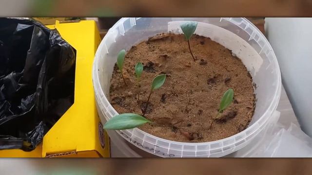 Размножение лилий чешуйками