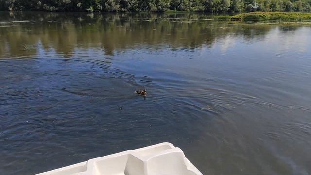 Кормим уток в Стерлитамаке на лодочной станции. 28 июня 2023. смотреть онлайн