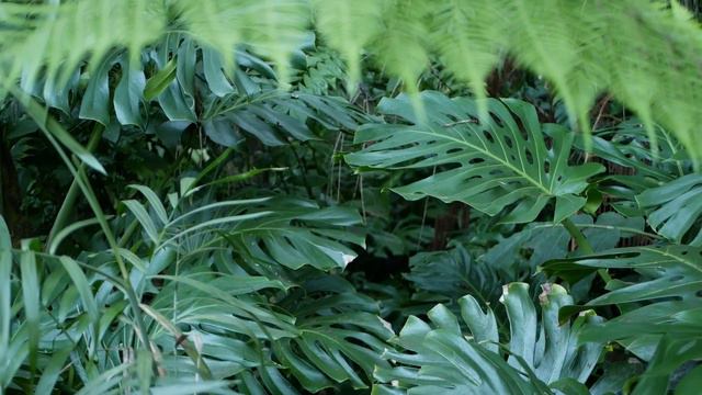 Banish Brown Tips Forever (+ Face Reveal!): The Ultimate Monstera Troubleshooting Guide! [Ep. 01] смотреть онлайн