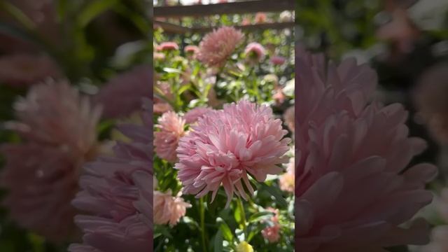 Harvesting China Asters (Callistephus chinensis) смотреть онлайн