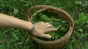 Как правильно заготавливать травы и растения  Советы травницы и профессионального провизора