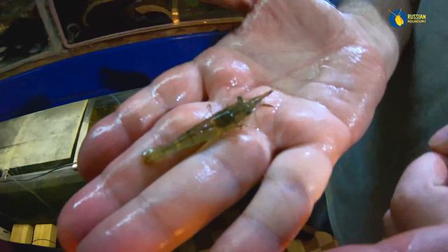 Чо на разводне смотреть онлайн