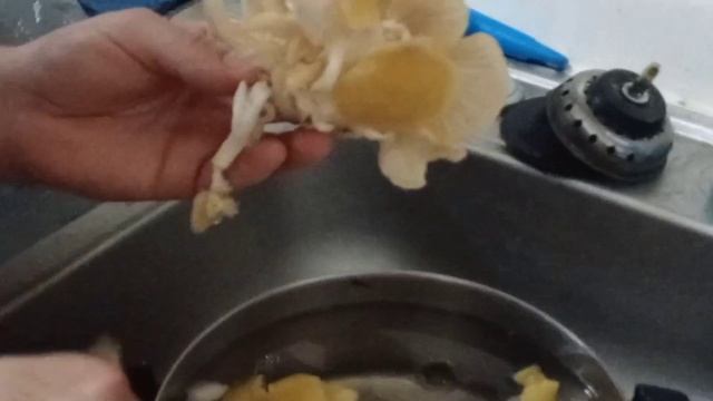 FREEZING A GOLDEN OYSTER MUSHROOM смотреть онлайн
