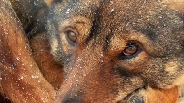 АРХАНГЕЛЬСКИЙ ПРИЮТ.СРОЧНО,ИСКАЛЕЧЕНЫ ХОЗЯЕВАМИ