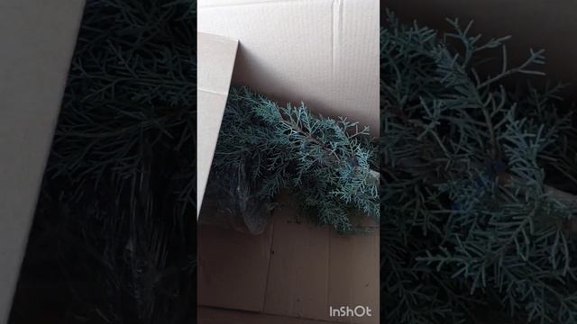 Кипарис Аризонский. Распаковка из Авито: ожидание/реальность! Я в шоке) смотреть онлайн