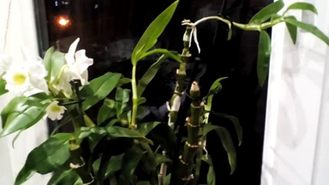 Размножение орхидеи Дендробиум)Два способа. смотреть онлайн