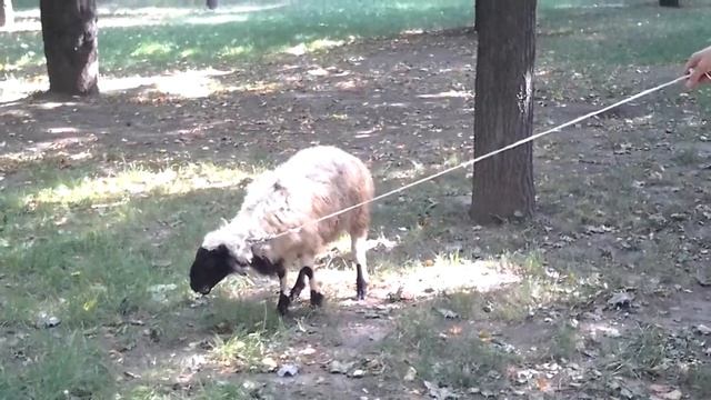 курдючный барашек - 8 965 380-13-11 смотреть онлайн