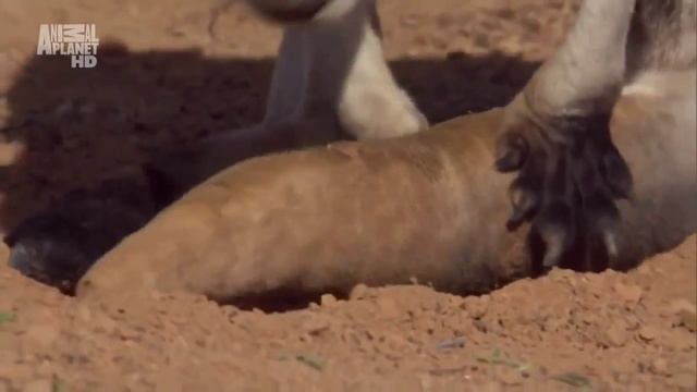 Мутация, как путь к выживанию.