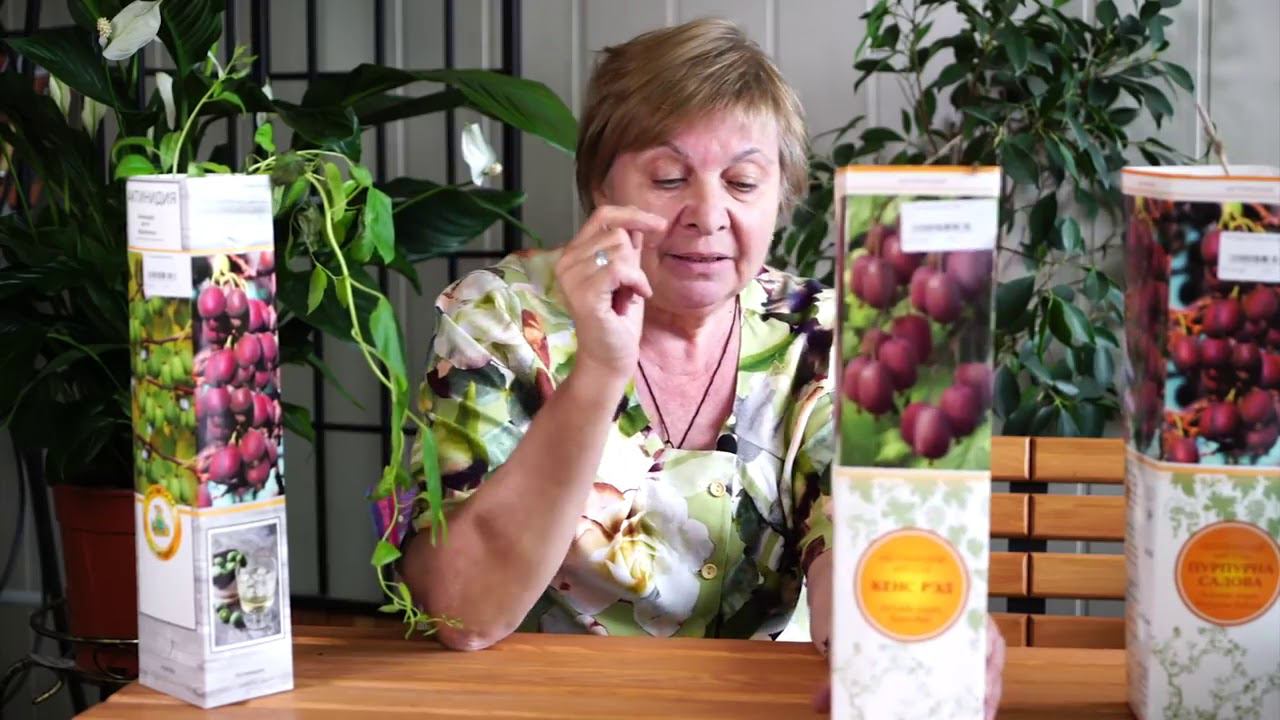 Актинидия Посадка и Уход Хитсад ТВ