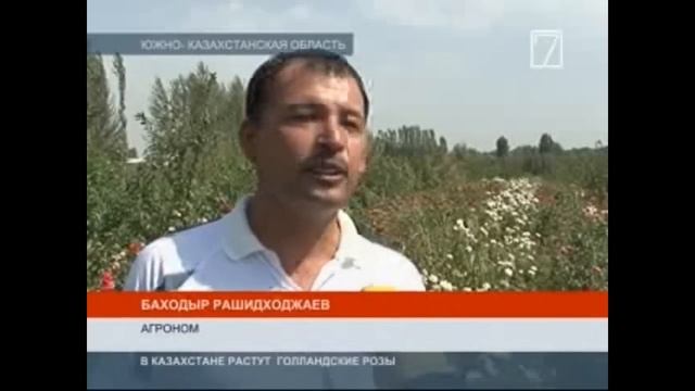 В Казахстане растут голландские розы смотреть онлайн