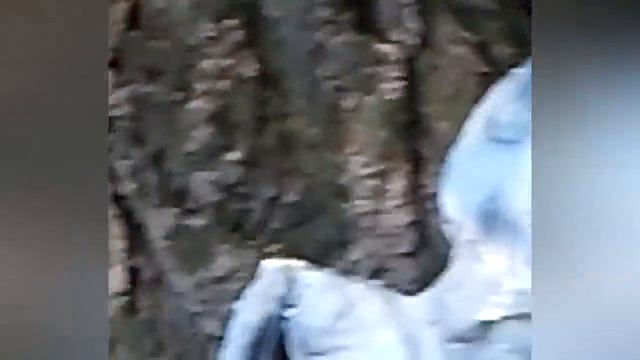 10 НЕОБЪЯСНИМЫХ СУЩЕСТВ В ЛЕСУ СНЯТЫХ НА КАМЕРУ смотреть онлайн