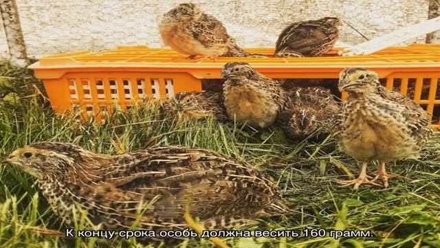 Чем кормить перепелов в домашних условиях на разных этапах выращивания? смотреть онлайн
