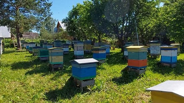 Пчеловодство №119 Что делать с перваком, и как собрать маточное молочко? смотреть онлайн
