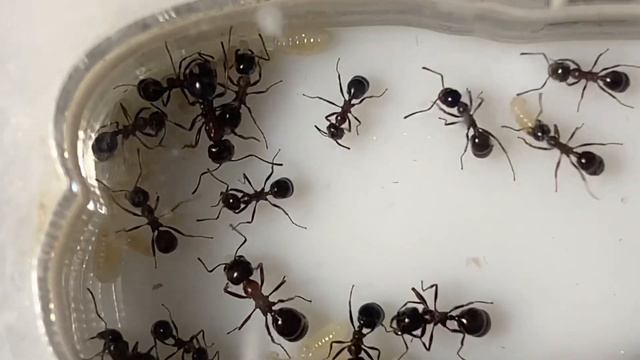 Messor denticulatus — красногрудые муравьи-жнецы. Муравьи дома. Муравьиная ферма. смотреть онлайн