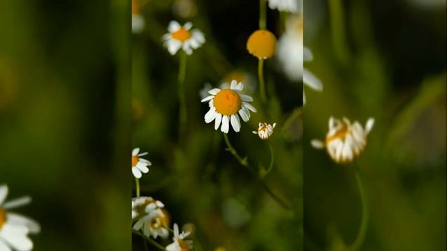 Мощная и красивая музыка. Мелодия ВЕСНЫ. смотреть онлайн