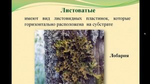 УЧЕБНОЕ ВИДЕО ПО БИОЛОГИИ 5 КЛАСС ЛИШАЙНИКИ