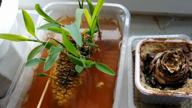 Кукуруза в чаге смотреть онлайн