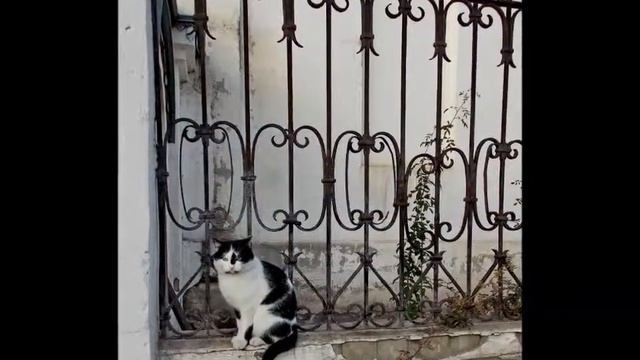 Коты и кошки Воронеж пешеходная экскурсия 09 11 2014 смотреть онлайн