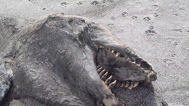 ЧУДО ДИНОЗАВРЫ ЖИВЫ! смотреть онлайн