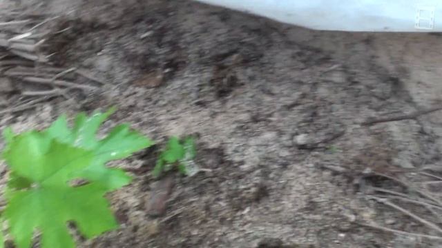 Виноград в теплице и на улице 20.05.2016. Очевидная разница. Северный виноградник с "0" #Виноград смотреть онлайн