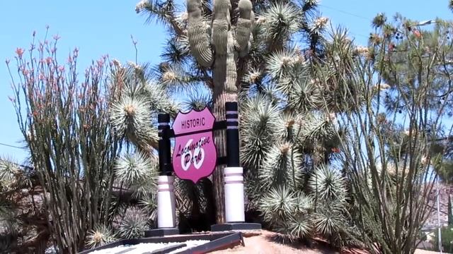 SAGUARO CACTUS IN BLOOM in ARIZONA смотреть онлайн