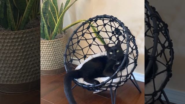 «Кошкин Дом» подборка лежанок и домиков для наших любимцев.#котики #коты #лежанка #домик смотреть онлайн