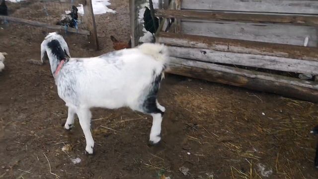 Новости. Новая Нубийская козочка Сливка. смотреть онлайн