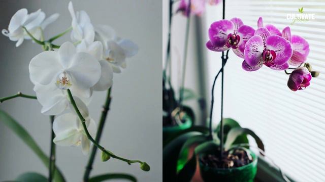 Best 5 Beautiful Flower Plants for Your Home 🪴🌷 Indoor Plants смотреть онлайн