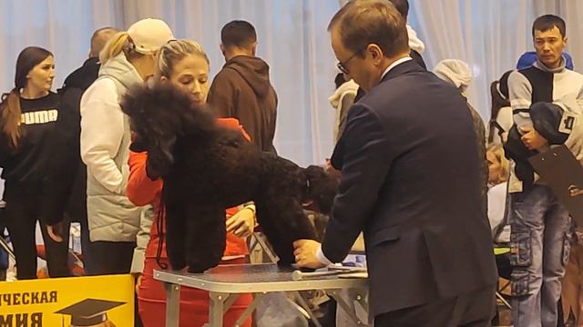 29.10.23. Казань Моно пудель. Мамонтов. ч.6 смотреть онлайн