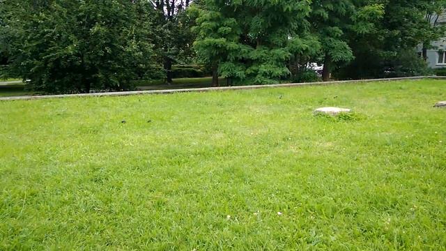 Встреча с грачами смотреть онлайн
