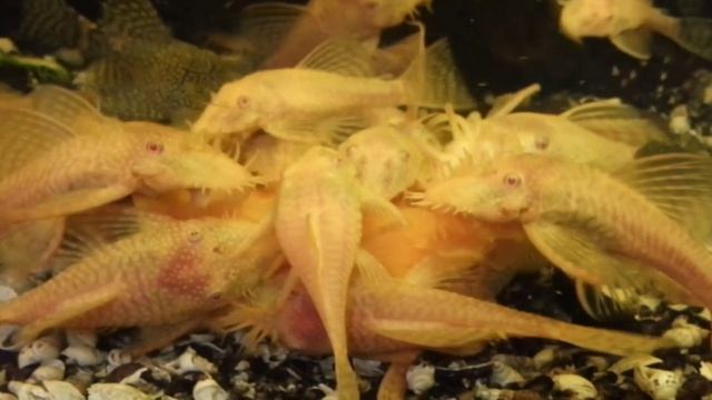 белый анцитрус, Ancistrus, Zucht Aquarienfische, pesci d'acquario, les poissons d'aquarium смотреть онлайн