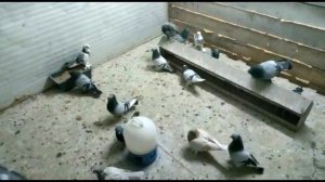 Ленинаканские голуби! Абгара г.Иваново