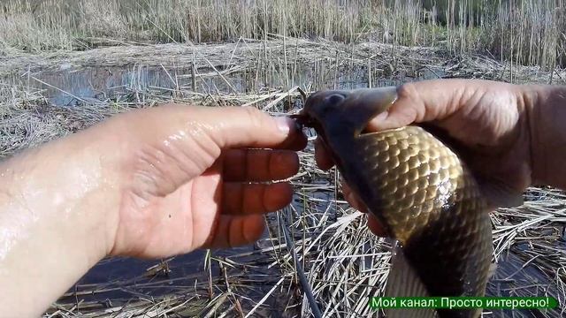 Рыбалка в апреле | Крупный карась на поплавок и боковой кивок! #рыбалка #inventivefisherman #fishin смотреть онлайн