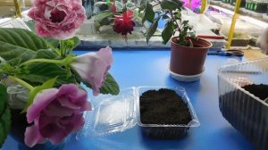 ГЕОРГИНЫ ПОСЕВ СЕМЯН НА РАССАДУ! Рассада однолетних георгинов !