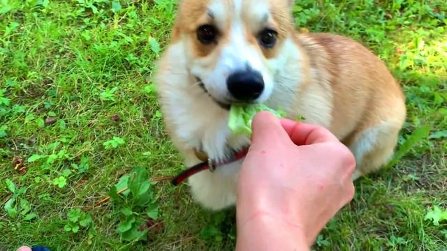 ПРОСТО КАЙФ у собак ? Марти пахнет дыней? Мы на Даче VLOG? смотреть онлайн