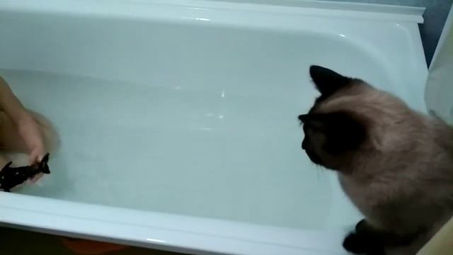 Кот ловит дельфинчика Флипи - Отзыв на игрушку Дельфин Флипи от BertToys смотреть онлайн