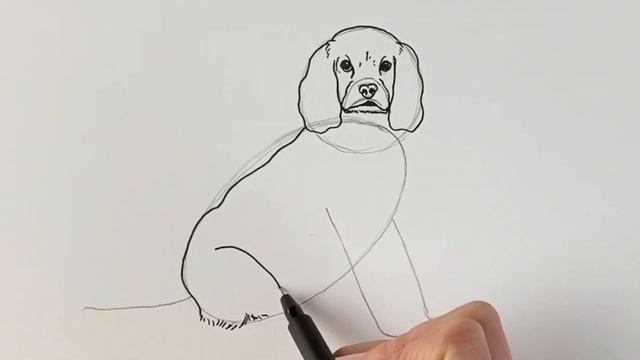 Cocker Spaniel drawing tutorial смотреть онлайн