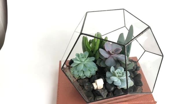 Как легко ухаживать за суккулентами в флорариуме? смотреть онлайн