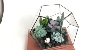 Как легко ухаживать за суккулентами в флорариуме?
