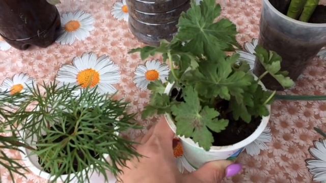 Ящик для компоста/к деду, бабе и тете/подарок/новые жители клумбы