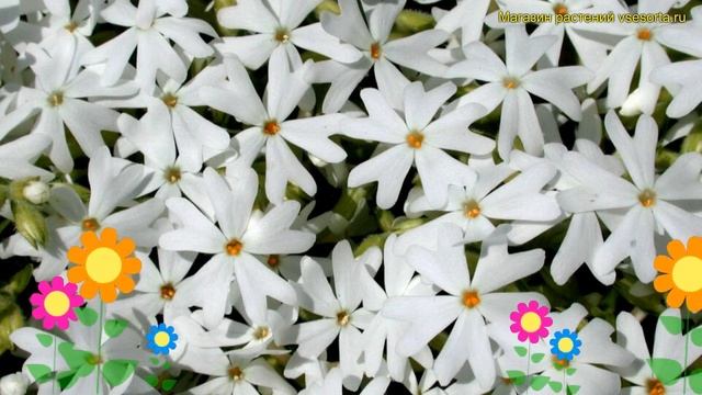 Флокс шиловидный Сноуфлейк. Краткий обзор, описание характеристик phlox subulata Snowflake смотреть онлайн