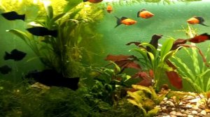 Велифера Нигра & меченосец Берлинский.