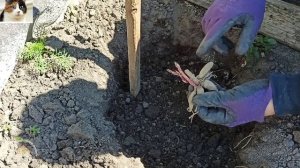 Как правильно сажать Георгины в открытый грунт. Когда сажать клубни Георгин весной