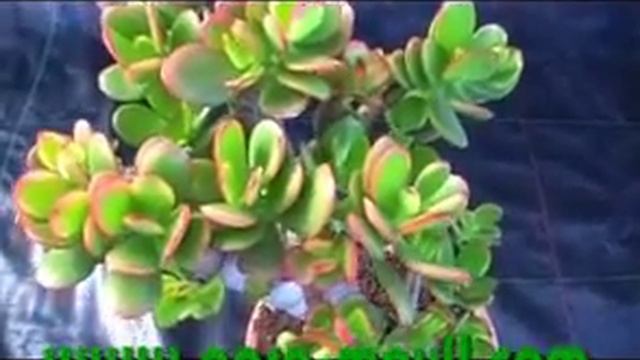 Crassulaceae Crassula portulacea summerset смотреть онлайн